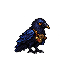 黒羽カラス